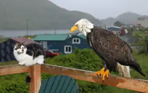 Bald eagles are big!