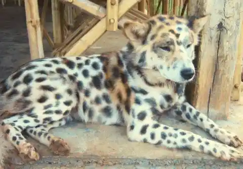 Dog-Cheetah