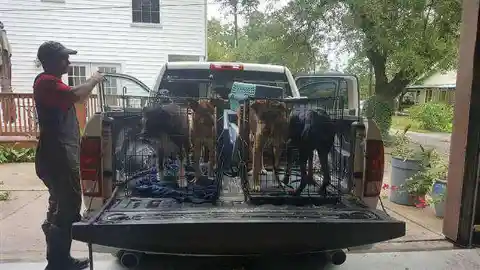 With A Hurricane Approaching, A Cow Pretends To Be Dog To Save Himself