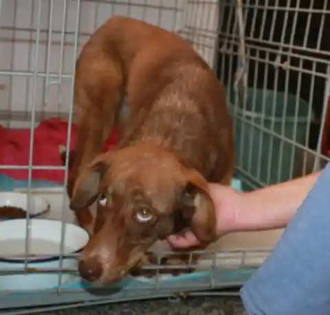 Despite overcrowding at their shelter, they simply couldn't turn him away. They took him in and gave him his own cage.