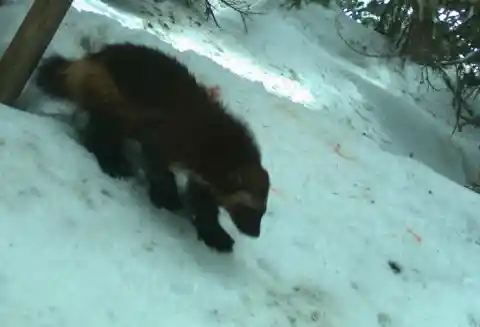 Monitoring Wolverine Recovery
