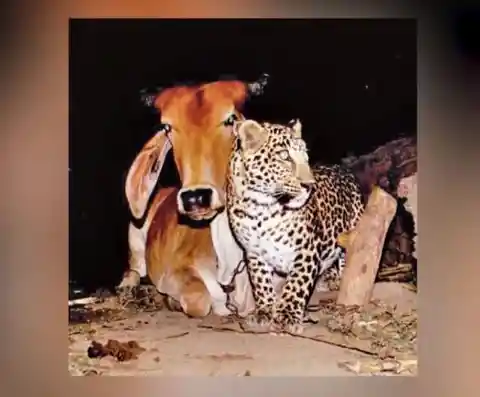 Farmer Set Up Camera To See Why Leopard Visits His Cow Every Night