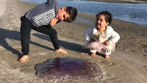 Family Finds Alien-Like Being Pulsating On the Beach, Turns Out It’s a Very Rare Creature