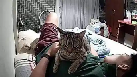 Cat Keeps Staring At Man All Night, He Checks The Night Camera And Realizes Why