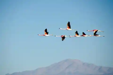 4. Migratory Birds