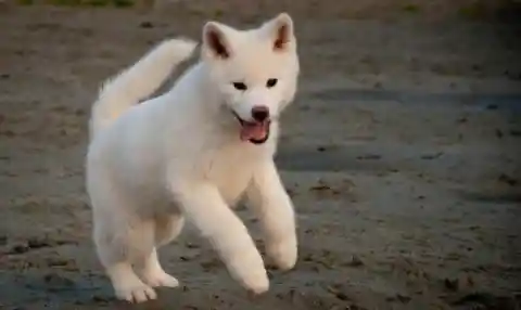 13. Akita Inu