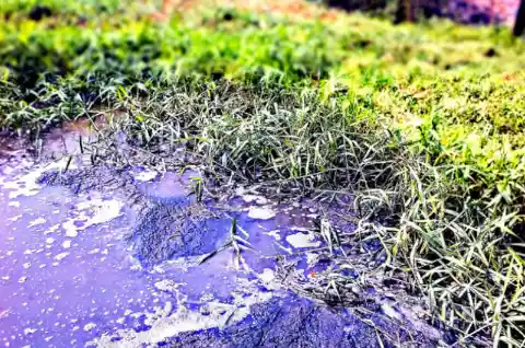Family Doesn’t See Green Chunks In Neighbour’s Yard, Until It Rains