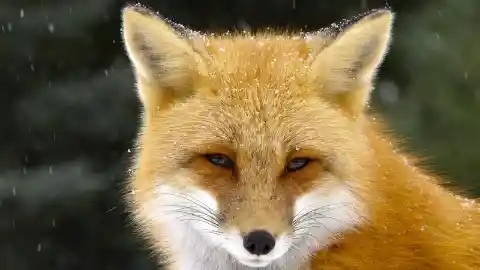 17. Is It a Fox?