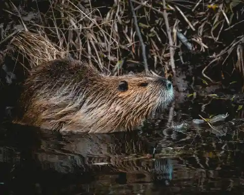 Man Thinks He Sees A Huge Beaver In The Creek, Pulls It Up And Realizes A Huge Mistake