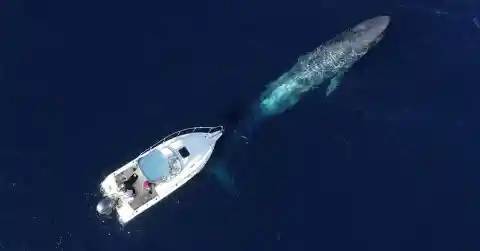 A Whale In Trouble 