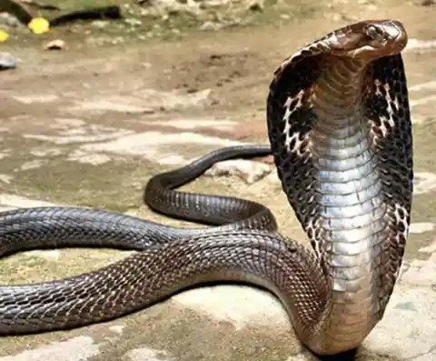 King Cobra