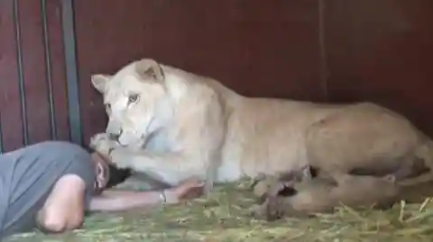 The Lion Whisperer Tries To Pick Up A Lion Cub In Front Of His Mom