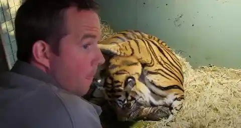 Tiger Gives Birth To Lifeless Cubs But When Her Instincts Kick In Caretakers Are Left Astounded
