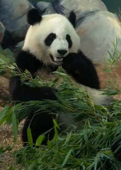 Pregnant Mama Panda