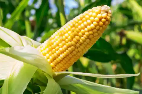 "He could eat corn through a picket fence." 