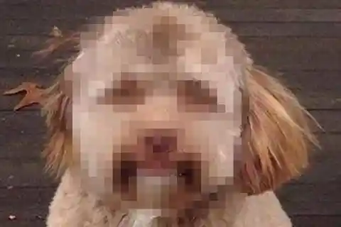 This Strange Dog Baffled the Internet with His Bizarre Face
