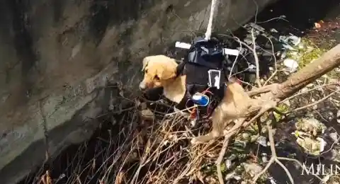 Man Builds Drone To Save A Puppy Stuck In A Drain
