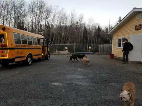 Dog Left Home Alone Howls Every Day, But Then Bus Comes And Saves the Day