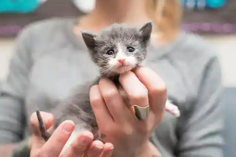Strange Little Kitten Grows Into Exotic Animal