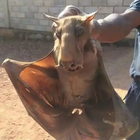 Hammer-headed Bat