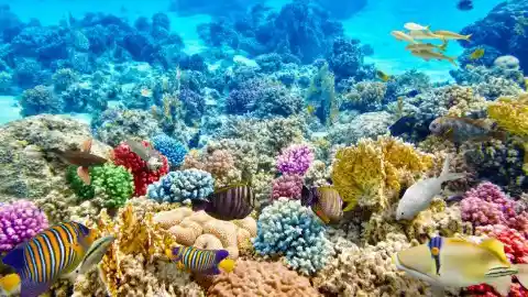 1. Coral Reefs