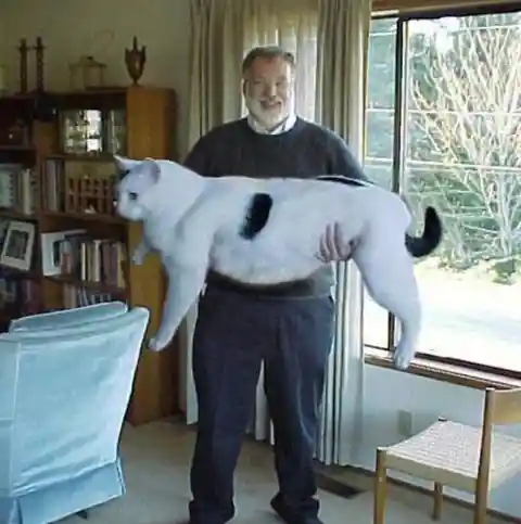 A big cat for a big man.