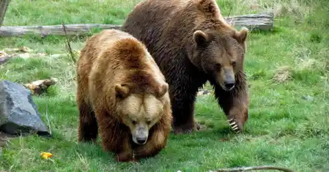 Momma Bears 