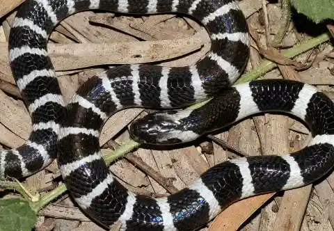 Many-Banded Krait