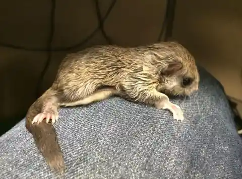 Man Rescues Weird Creature From The Streets But Regrets It After Seeing What It Grows Into