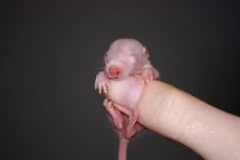 Baby Rat