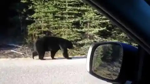 Cop Stumped When Bear Refuses To Move, Looks Closer And Realizes He Has To Act Fast