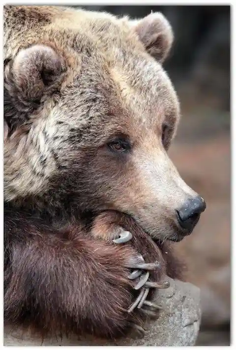 Dangerous Predators: Grizzly Bears