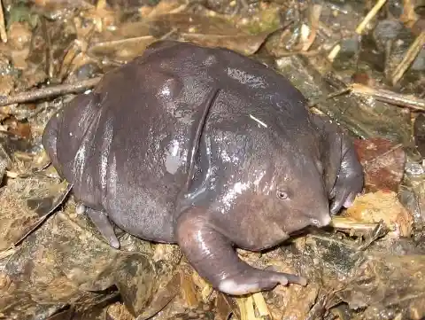 Purple Frog