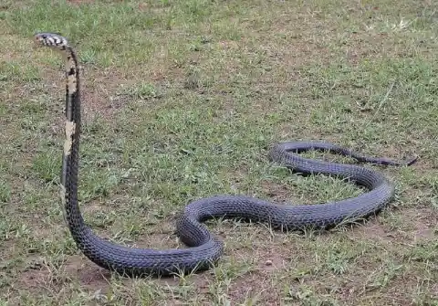 Forest Cobra