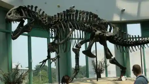 The Acrocanthosaurus