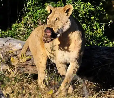 Wildlife Photographers Watch In Horror As Lioness Finds Baby Baboon But The Predator Does Something Incredible