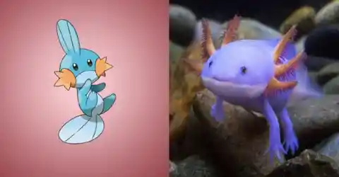34 Pokemon That Actually Exist In Real Life