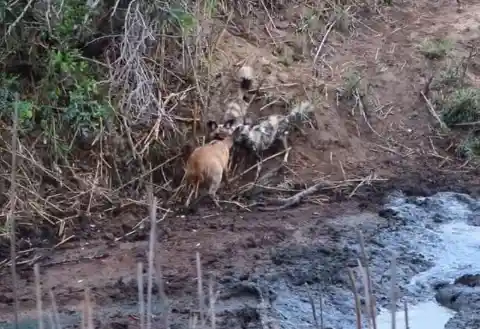 Brave Hippo Rescues Baby Antelope From Pack Of Wild Hyenas In Spectacular Act Of Nature