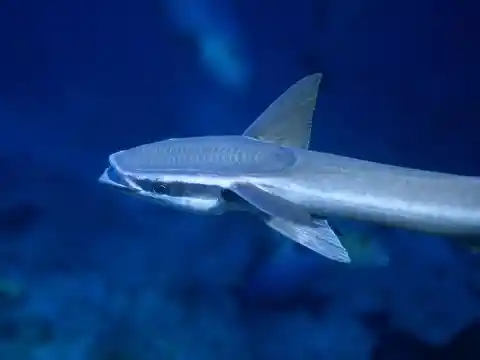 Remora