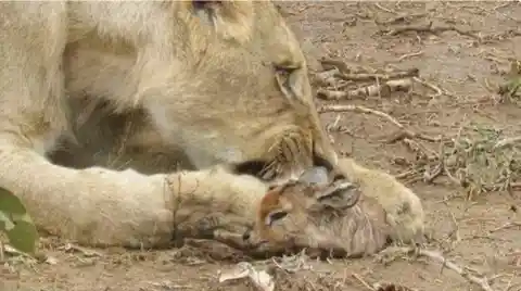 Lion Grabs Terrified Baby Deer, Then This Happens