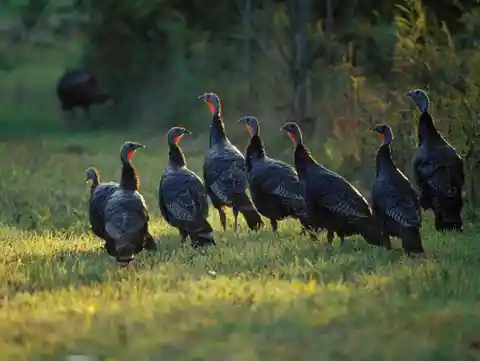 2. Turkeys Are Known To Be Intelligent And Have Personalities