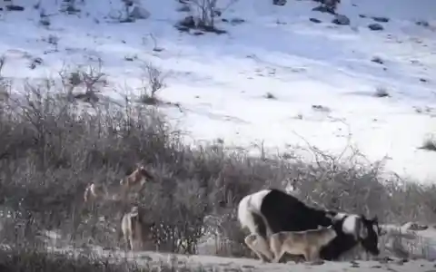 Pack of Wolves Surrounded a Horse, But The Animal Makes Wolves Deeply Regret