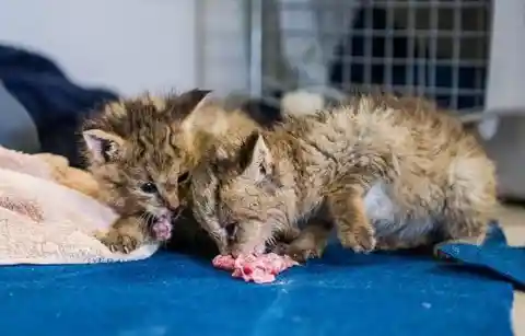 A Teen Found Kittens By The Side Of A Road But He Didn’t Realize They Weren’t What They Seem