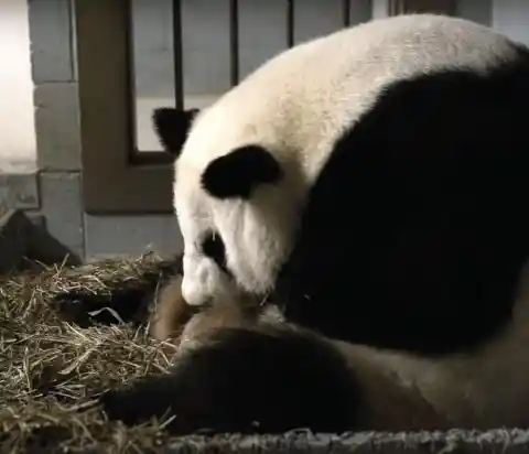 Papa And Mama Panda