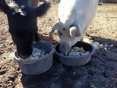 This Blind Rescue Cow Found Friendship In The Most Unlikely Place