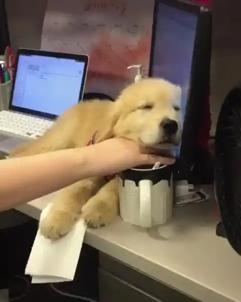 Work and Puppy Don't Mix!