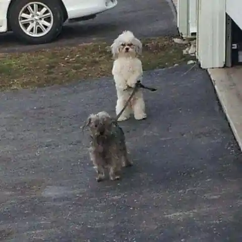 Master Won't Take Us For A Walk