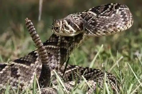 Eastern Diamondback Rattlesnake