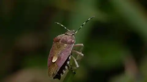 Huge Stink Bug Problem