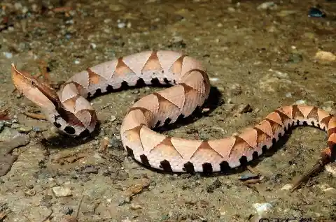 Sharp-Nosed Pit Viper